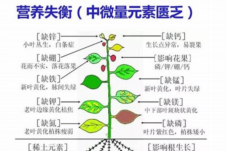 养花的营养土能不能拿来种菜营养土种菜还需要加肥料吗
