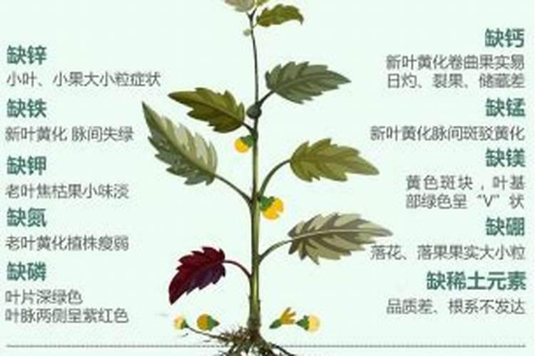 油菜追肥用什么肥料好