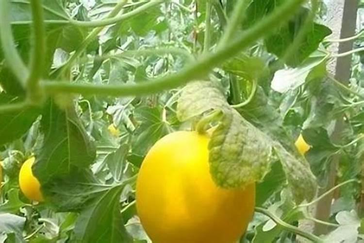 甜瓜授粉15天后冲平衡肥还是高钾肥好？