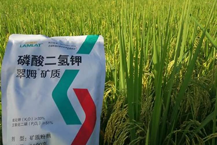水稻施用氮肥过量有何危害