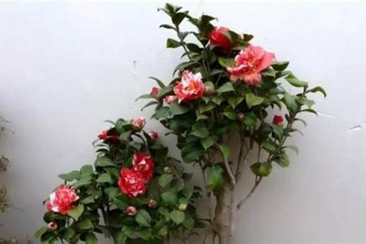 茶花施肥过多有什么表现茶花施肥过多了怎么办