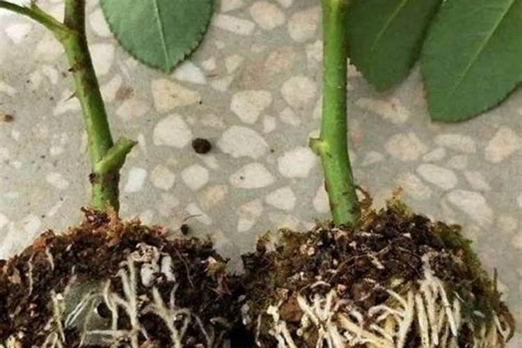 如何种月季花用生根粉