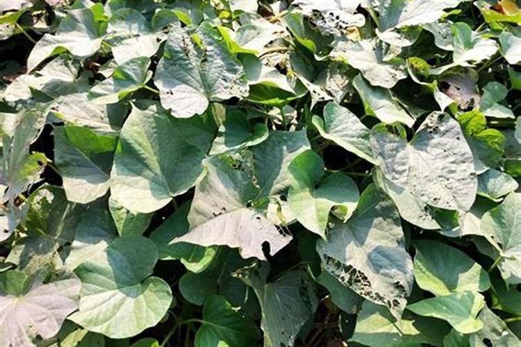 种花生用什么肥料比较好