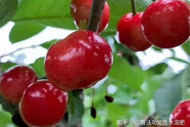 我给樱桃树冲施水溶肥后能不能马上浇水？