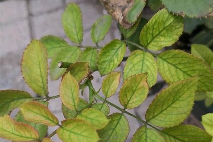 花叶子发黄用什么肥料 ？10种原因对症下药