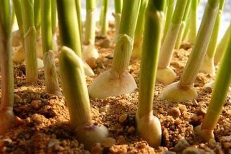 大蒜种植如何避免出现“空心蒜” 大蒜养殖方法