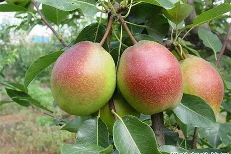梨树施肥的最佳时间 梨树什么时候施肥
