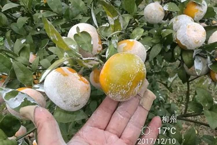 柑橘采收前如何浇水施肥柑橘施肥哪些是要注意的