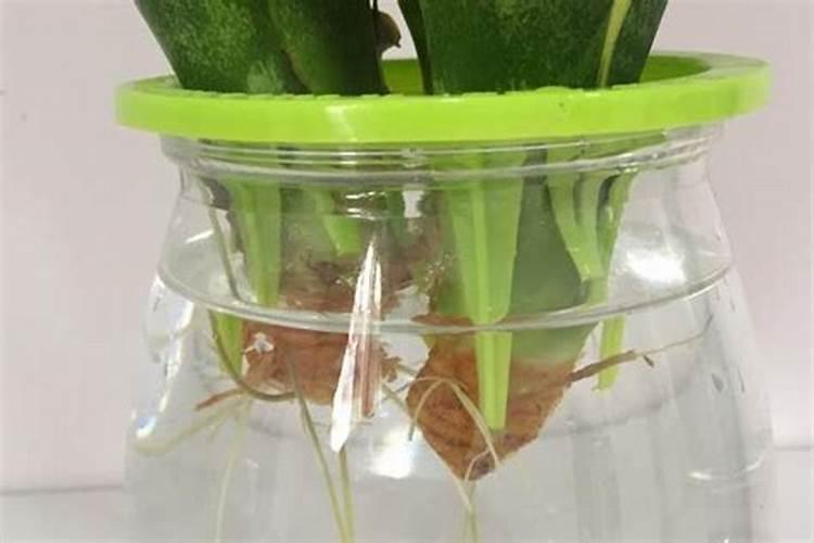 水培营养液可以滴到土培植物上吗？