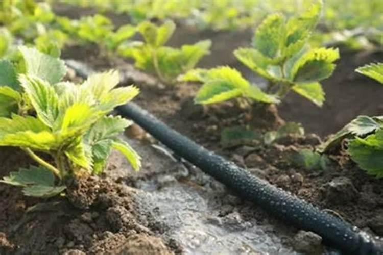 草莓需要哪种肥料