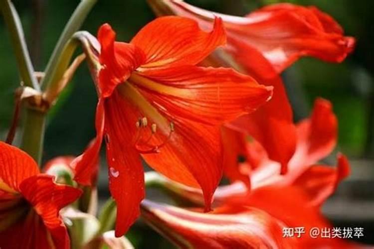 种植红花的方法