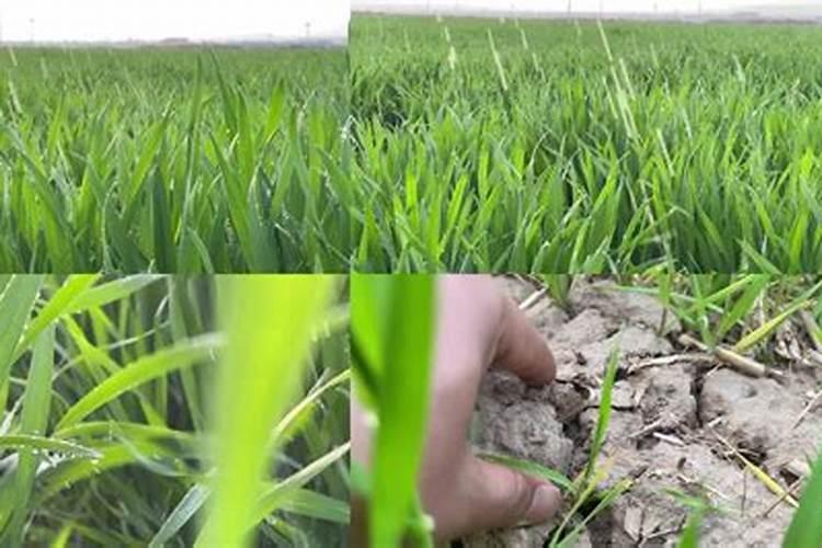 磷酸二氢钾在小麦种植上,什么时候使用最好？