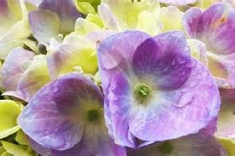 绣球花施什么肥