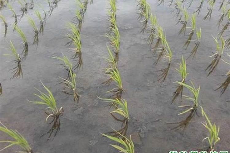 水稻为什么会出现黑稻粒