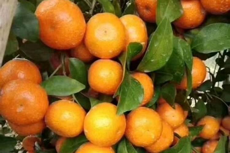 刚种得一个月沙糖橘要放什么肥料