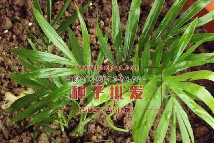 散尾葵怎么繁殖