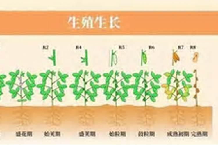 豇豆的高产施肥方法