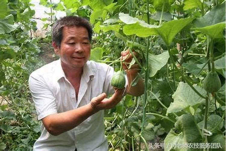 甜瓜九片叶子可以喷硼肥吗？