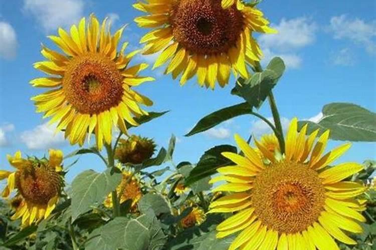 向日葵用什么肥料好