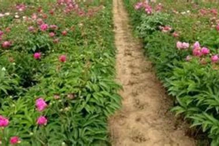 芍药施什么肥最好