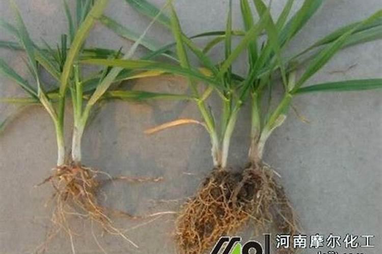 小麦分蘖期喷什么叶面肥 小麦分蘖期能打多效唑吗