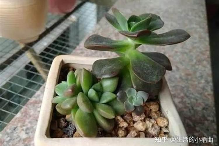 怎样把长寿花养的矮壮？