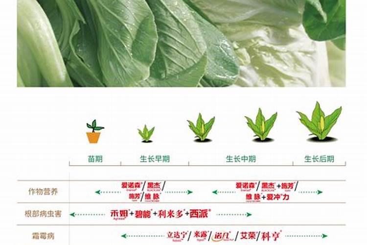 如何施用硼肥？