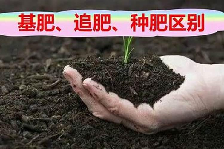 冲施肥指的是哪些