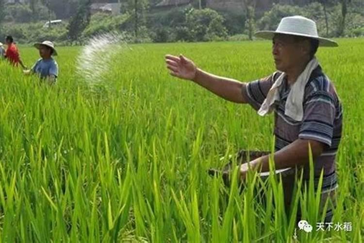 水稻什么时期施硅肥水稻施硅肥的时间