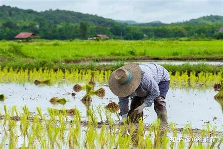 水稻粒肥什么时候施 增施钾肥在什么时间较好稻灌浆期用什么叶面肥可增产...