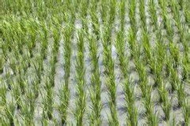 水稻追肥什么时间最合适