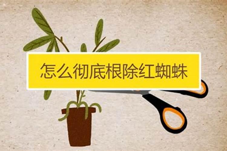 醋做叶面肥的比例和效果如何？