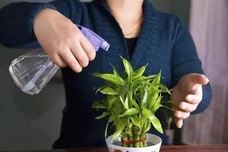 白醋浇花的正确方法