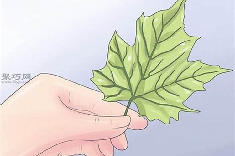 君子兰开花的时期和开花后处理方法