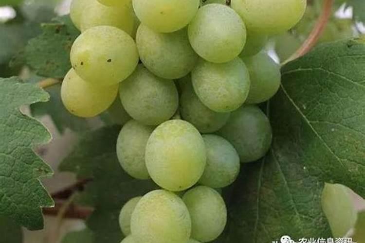 盆栽葡萄肥水管理