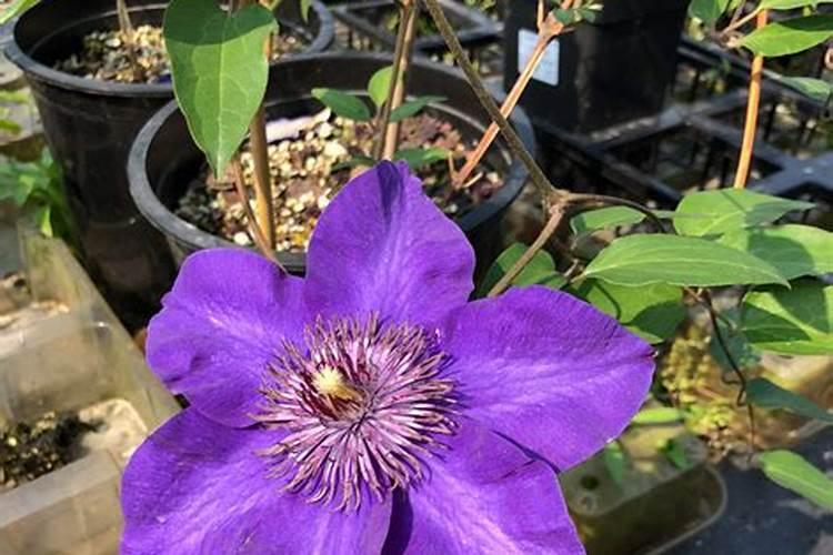 铁线莲发芽后怎样施肥