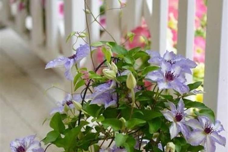 铁线莲花浇什么肥料合适