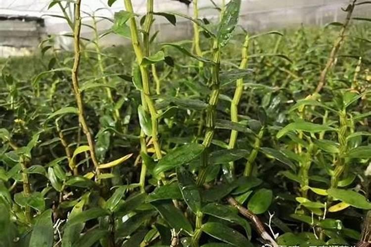 铁皮石斛施肥技术及其注意事项 石斛施肥方法和注意事项