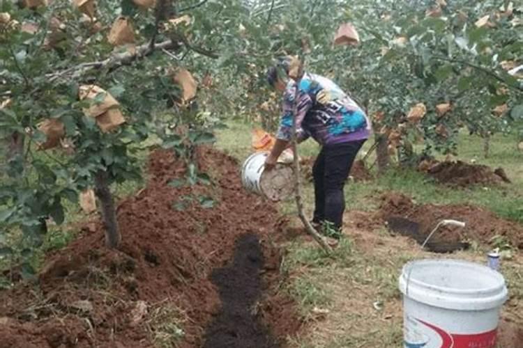 鱼蛋白肥料对苹果树有什么作用？