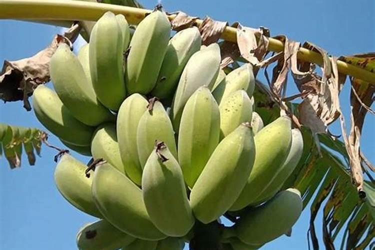香蕉结果了可以施尿素肥吗