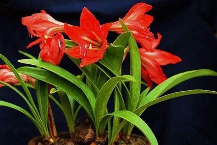 朱顶红花期养护