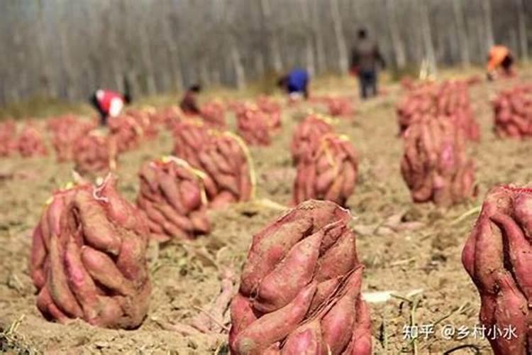 硼肥对红薯有什么作用 最佳使用时间