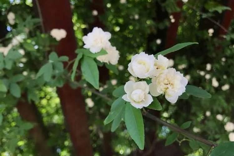 木香花怎么施肥