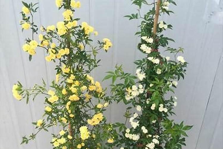 木香花怎么养护最好