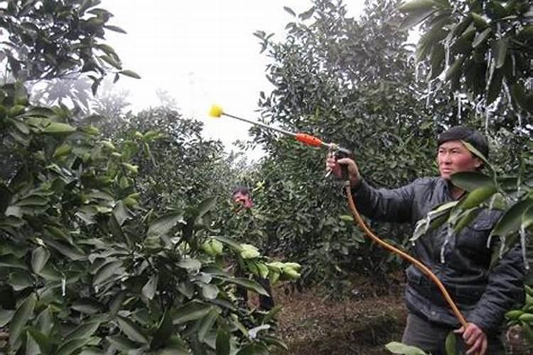 脐橙膨大果实能喷施叶面肥吗？