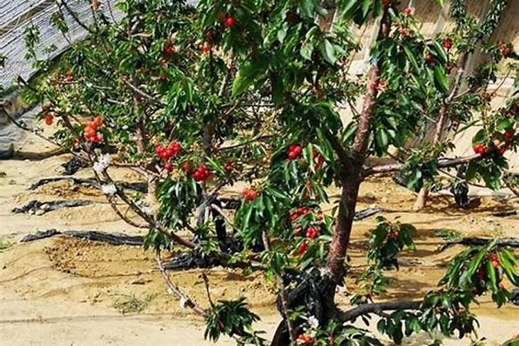 神秘果种植方法和管理 神秘果养殖方法是什么