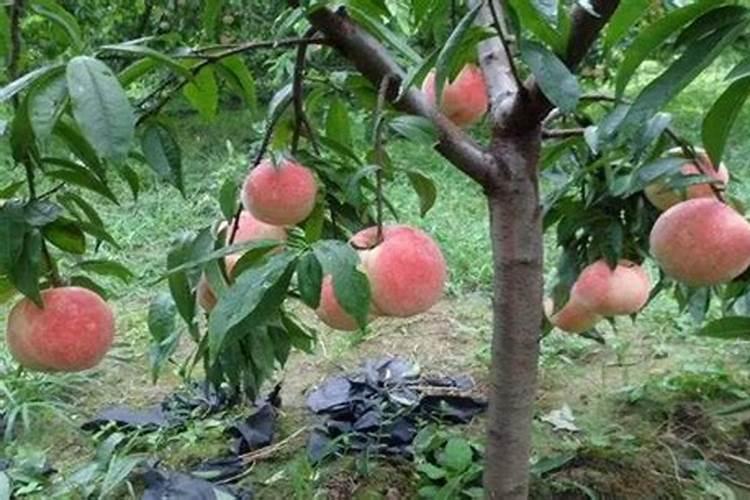 桃树什么时候施肥最好桃树施肥的最佳时间