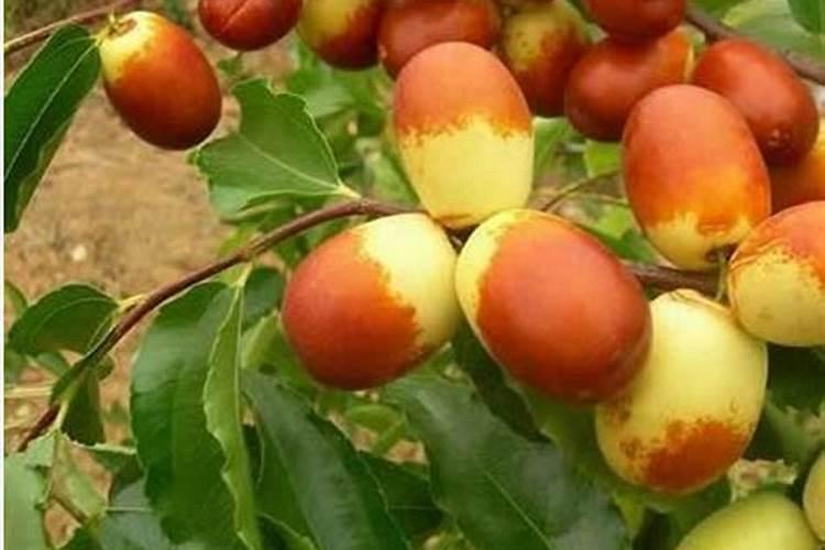 白菜叶子花了什么情况