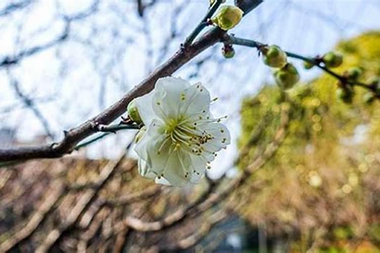腊梅花什么时候开花