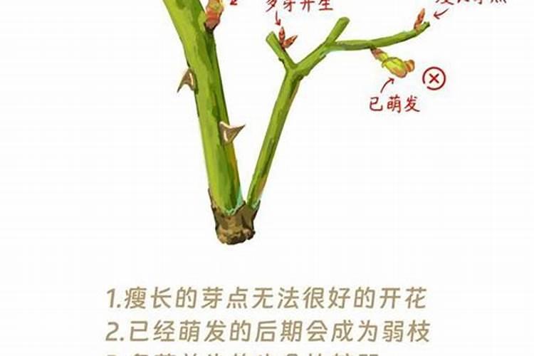 藤本月季怎么施肥,多半以氮肥为主薄肥多施